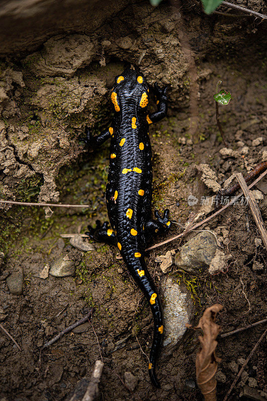 成年火蝾螈(Salamandra Salamandra)的高视角